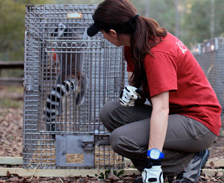RedRover Responders voluneter Laura checks on one of the ring-tailed lemurs.