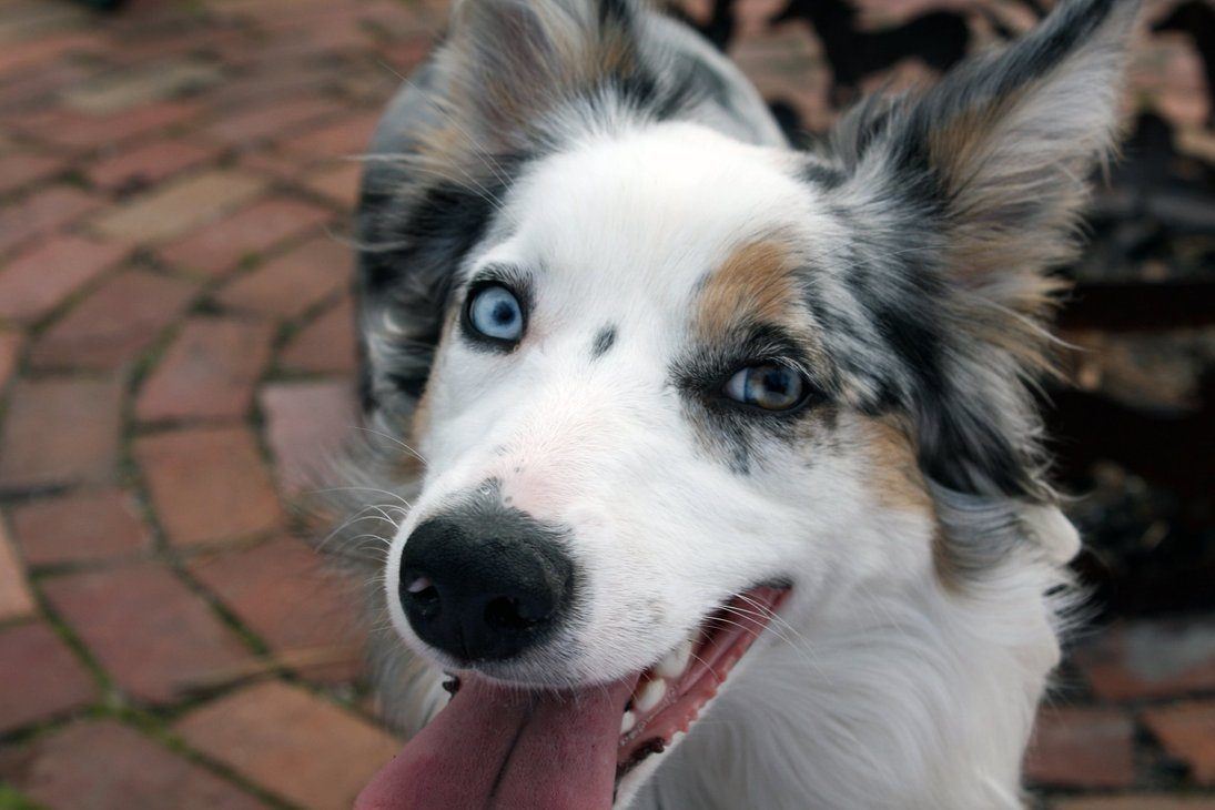 Border collie dog with blue eyes smiling at the camera