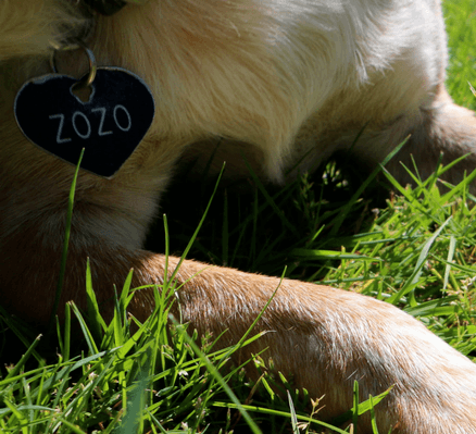 Zozo-dog-tag