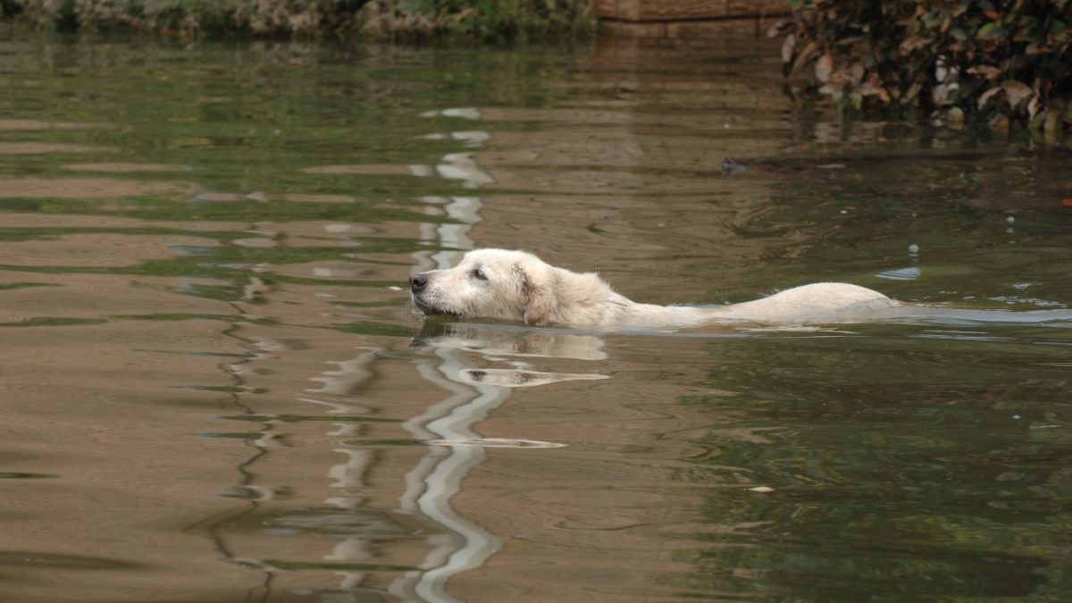 Dog in floods