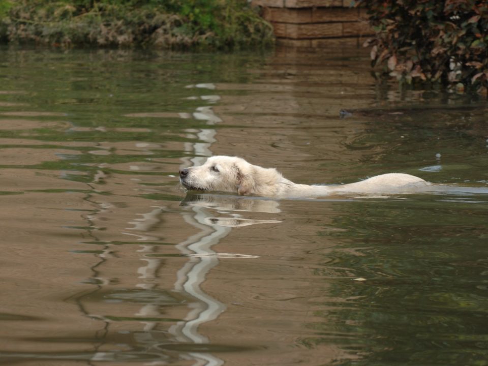 Dog in floods