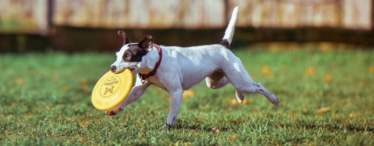 Brown and white dog running outside holding yellow frisbee in their mouth