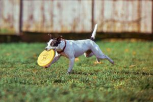 Brown and white dog running outside holding yellow frisbee in their mouth