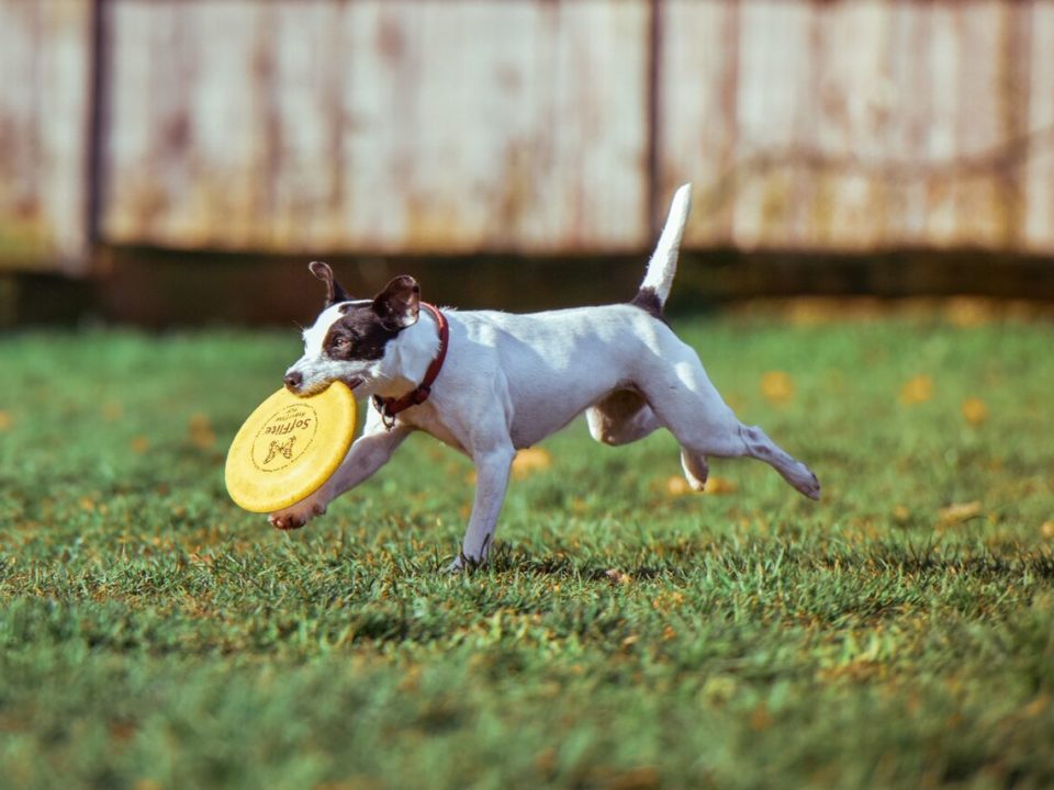 Brown and white dog running outside holding yellow frisbee in their mouth