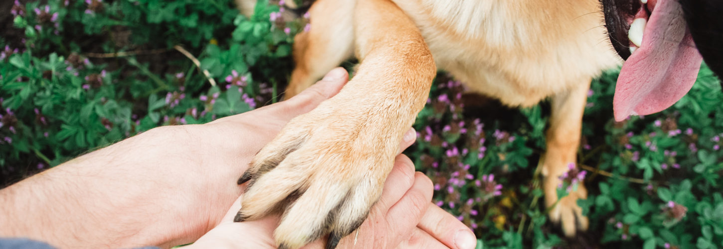 People's hands and a dog's paw.