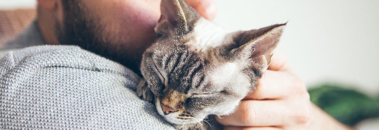 Close-up Of Cat And Man. Portrait Of A Devon Rex Kitten