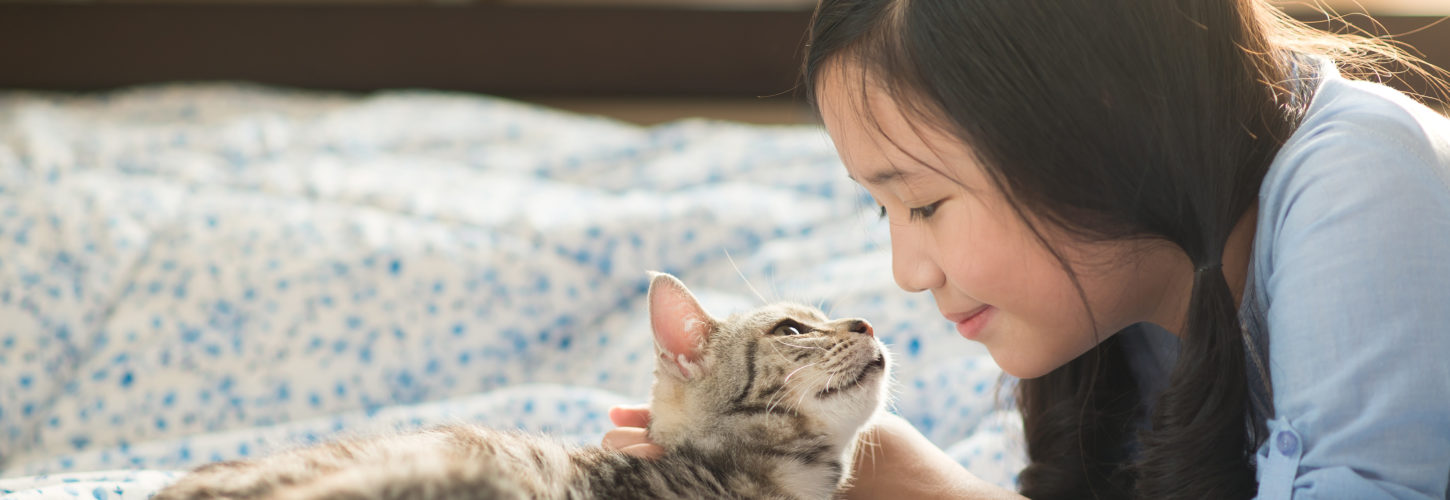 Beautiful asian girl lying with american shorthair cat on the bed