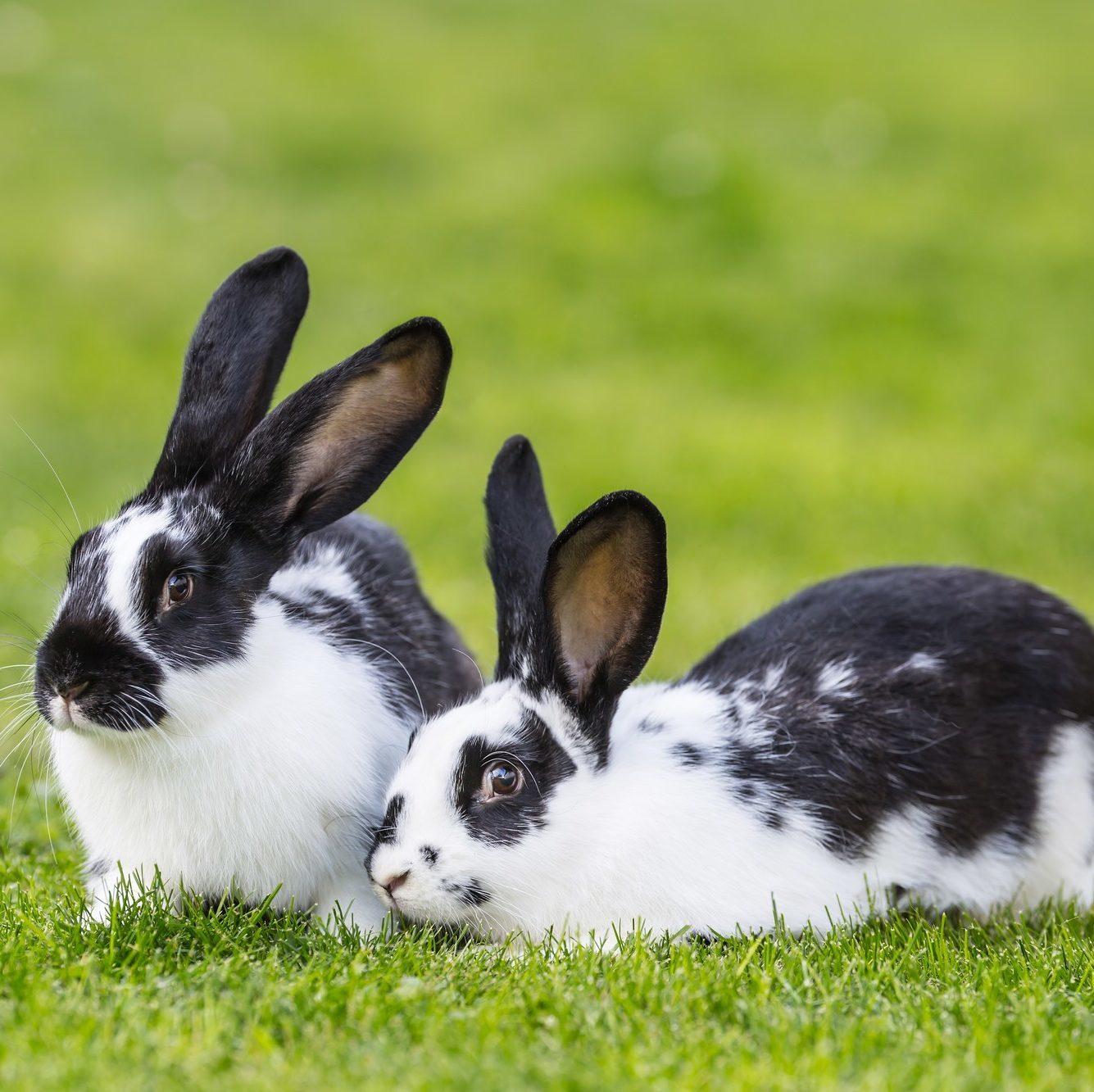 Copy-of-bigstock-Rabbit-Cute-Rabbit-Bunny-On-T-206890486-scaled-e1630356910174