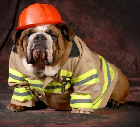 A dog dressed as a fire fighter Bulldog dressed as a fire fighter