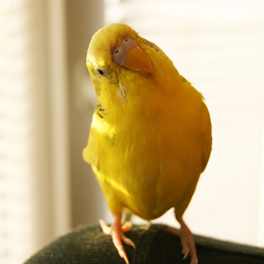 Funny Budgerigar. Cute Yellow Budgie Parrot Looking At The Camer