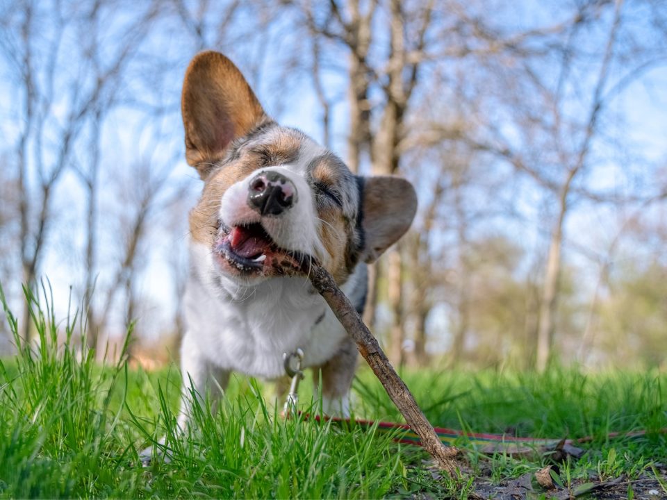 Young adorable welsh corgi dog holding stick outside in the grass