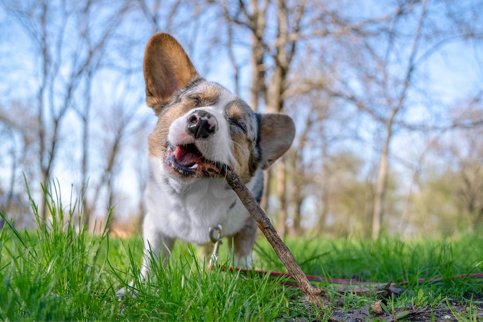 Young adorable welsh corgi dog holding stick outside in the grass