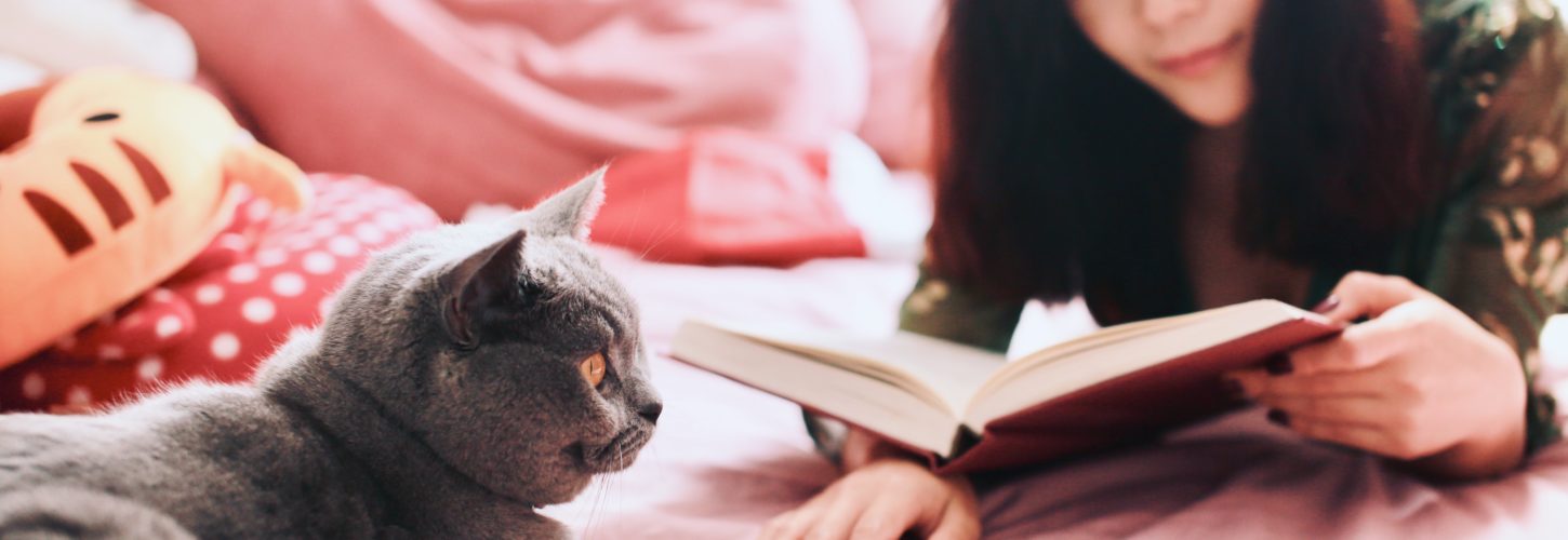 Grey Scottish Fold cat laying on the bed next to a woman reading a book