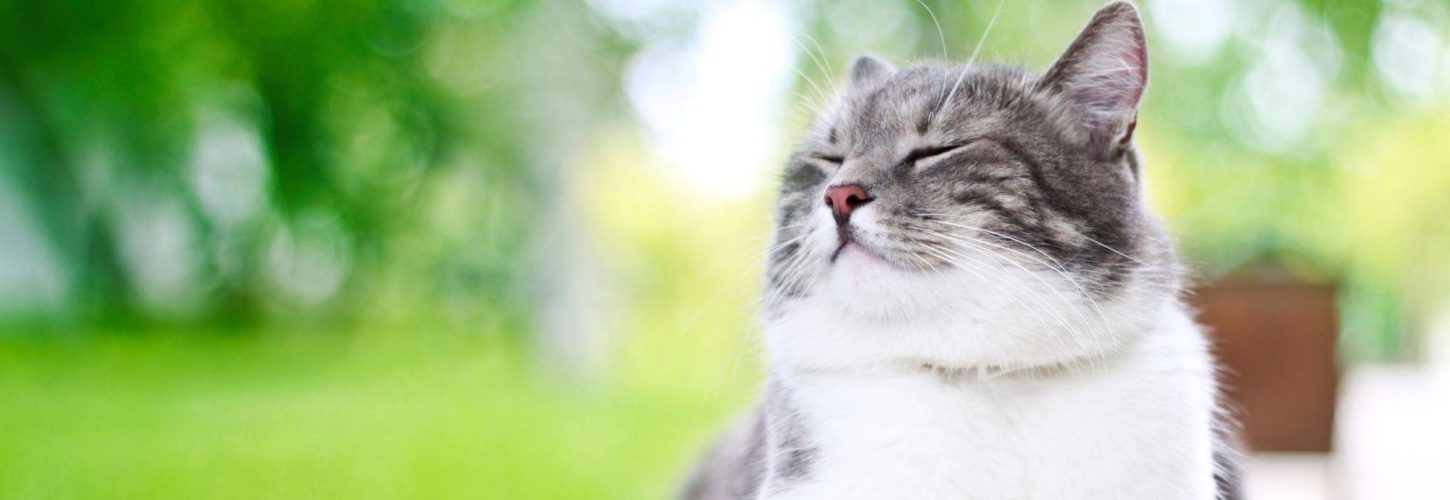 Grey and white cat outside with eyes closed in a green, grassy area