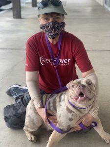 Dog being pet by a RedRover Responders volunteer