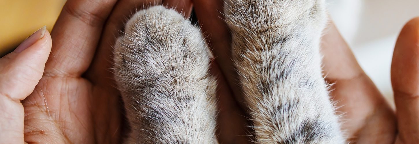Grey cat paws in the hands of a woman