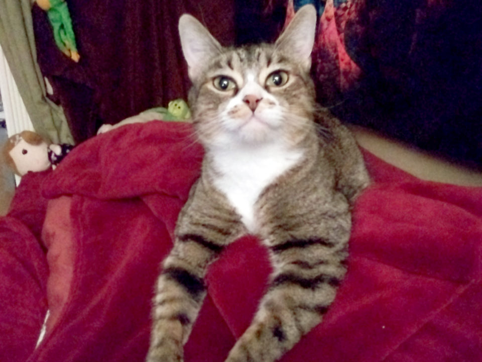Tabby cat on red blanket looking at camera