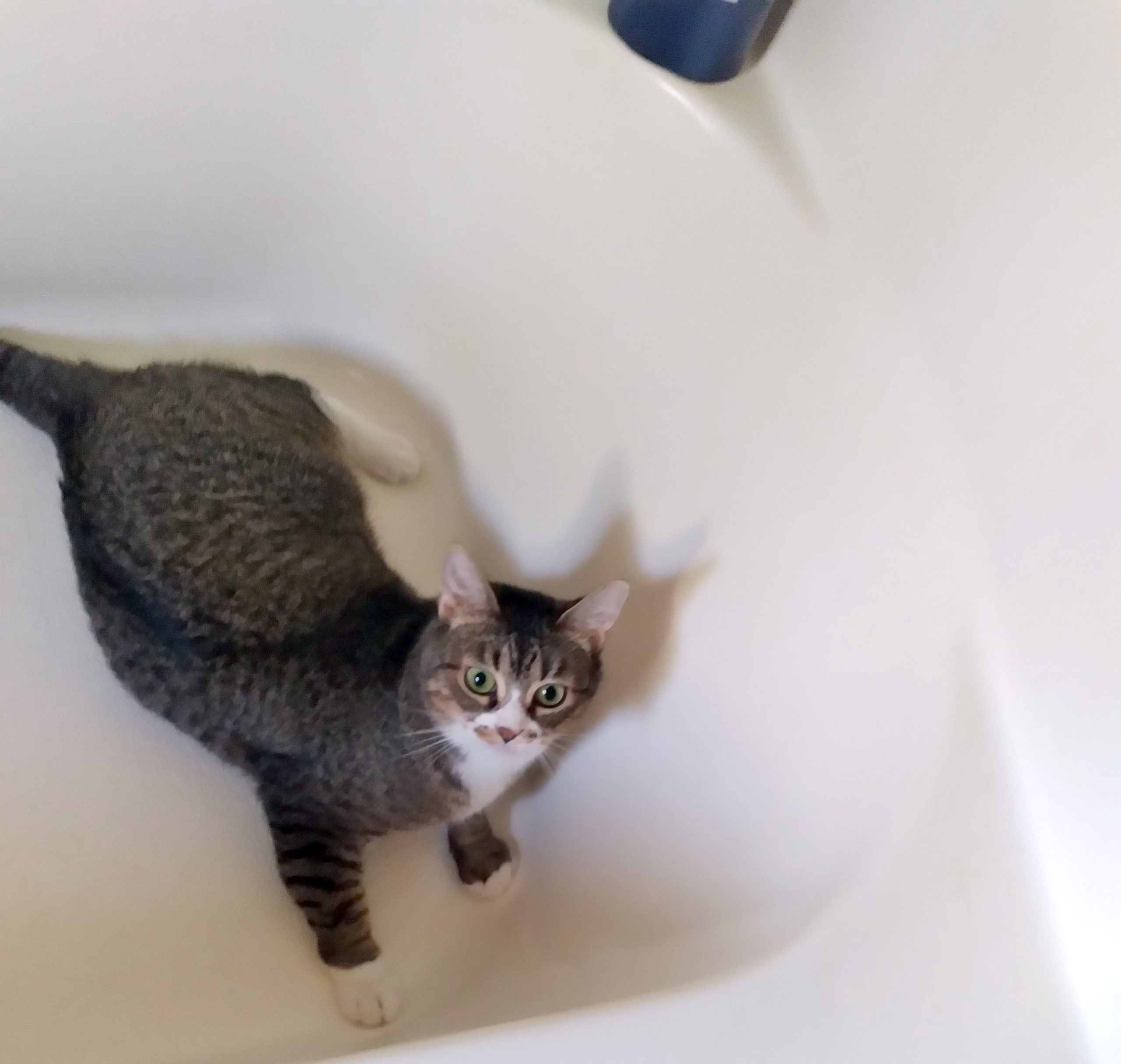 Tabby cat looks up at camera from tub