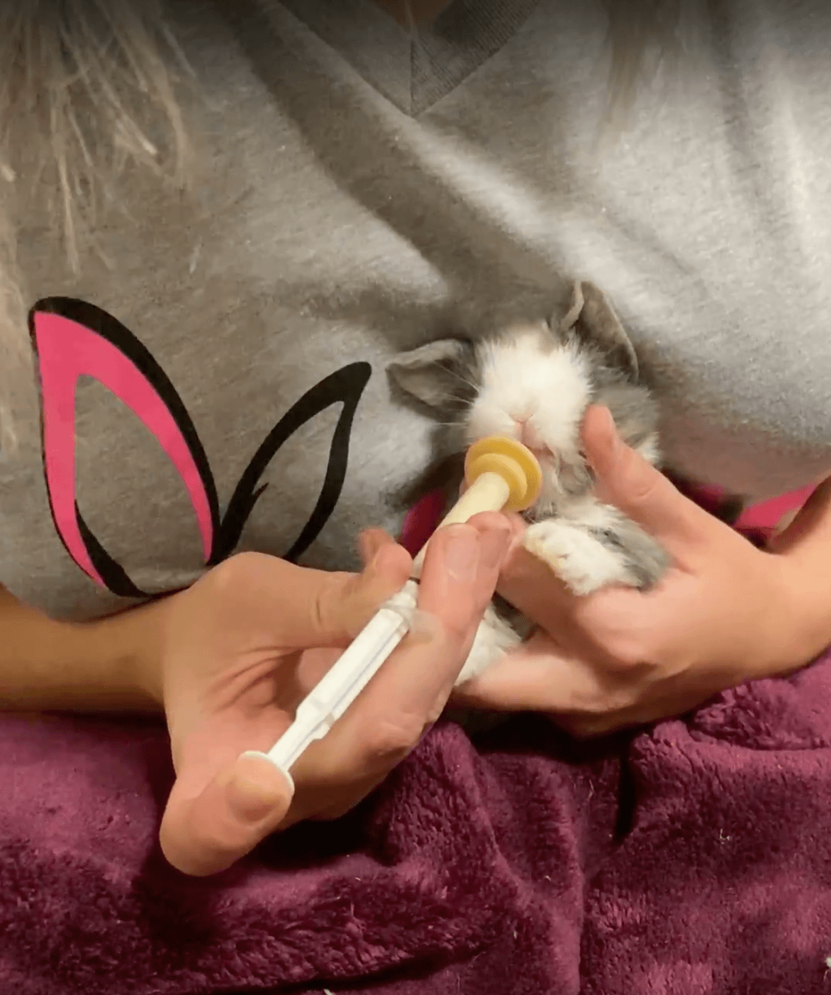 Caty's hands are shown feeding a baby white and gray bunny with a syringe.