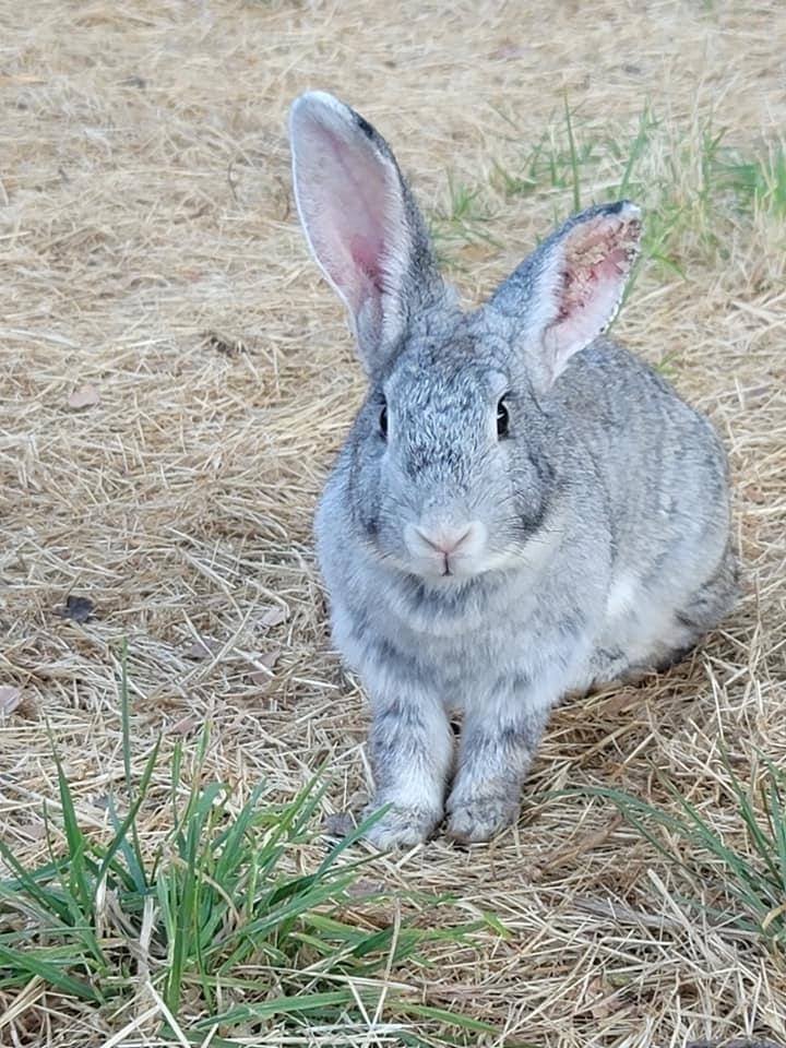 Bailey, a gay chinchilla rabbit, is shown outdoors prior to being rescued. She is looking into the camera and her ear mites are visible. 