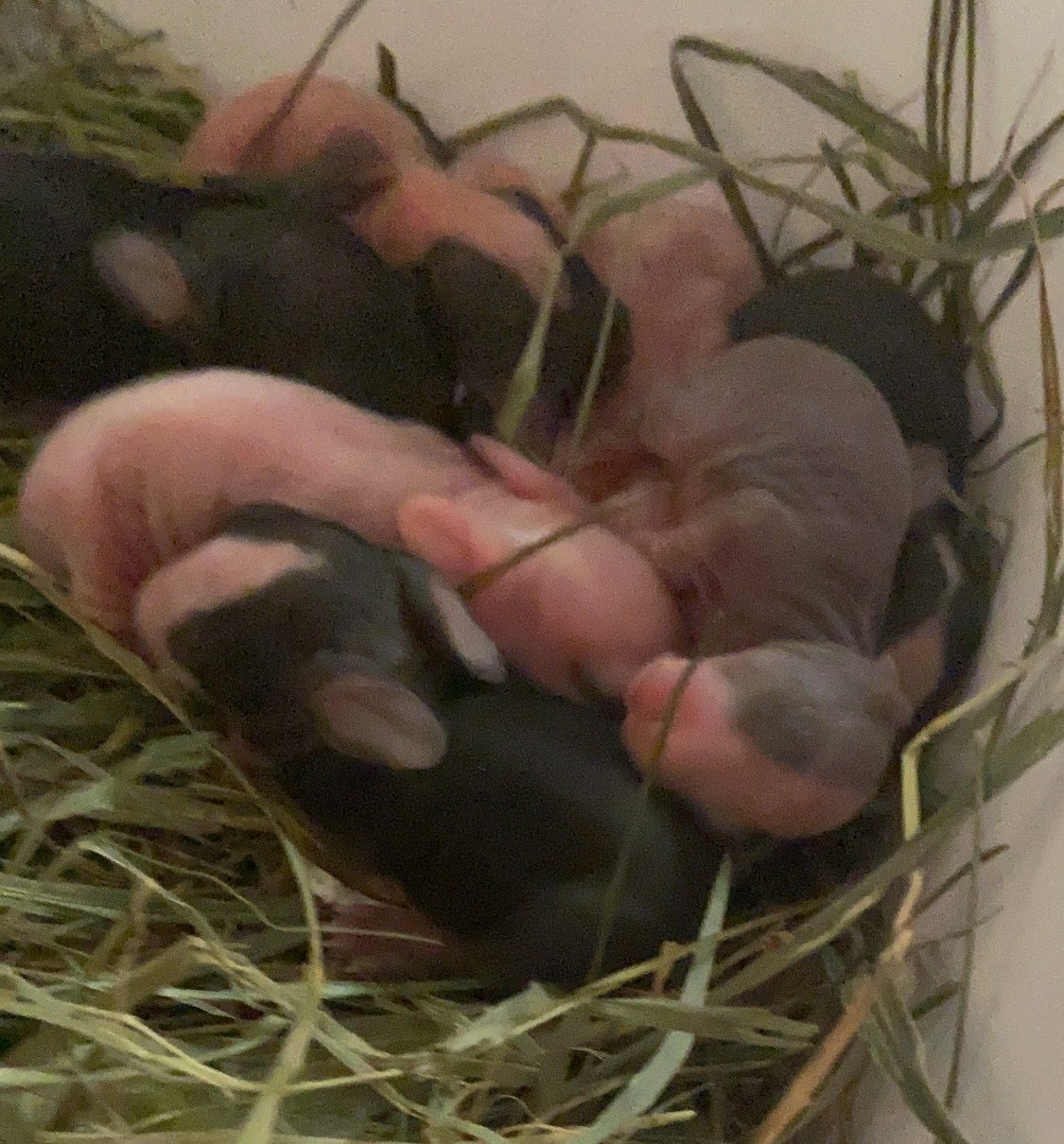Hairless and pink newborn bunnies in a nest of Timothy hay