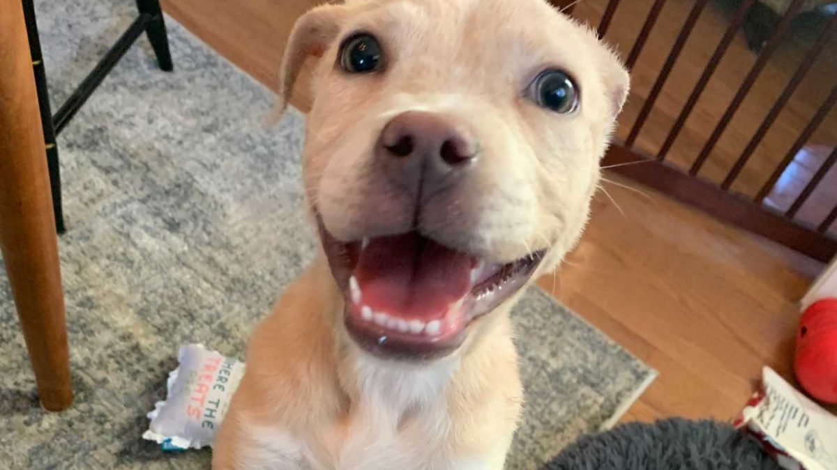 A yellow puppy jumping up and smiling at the camera.