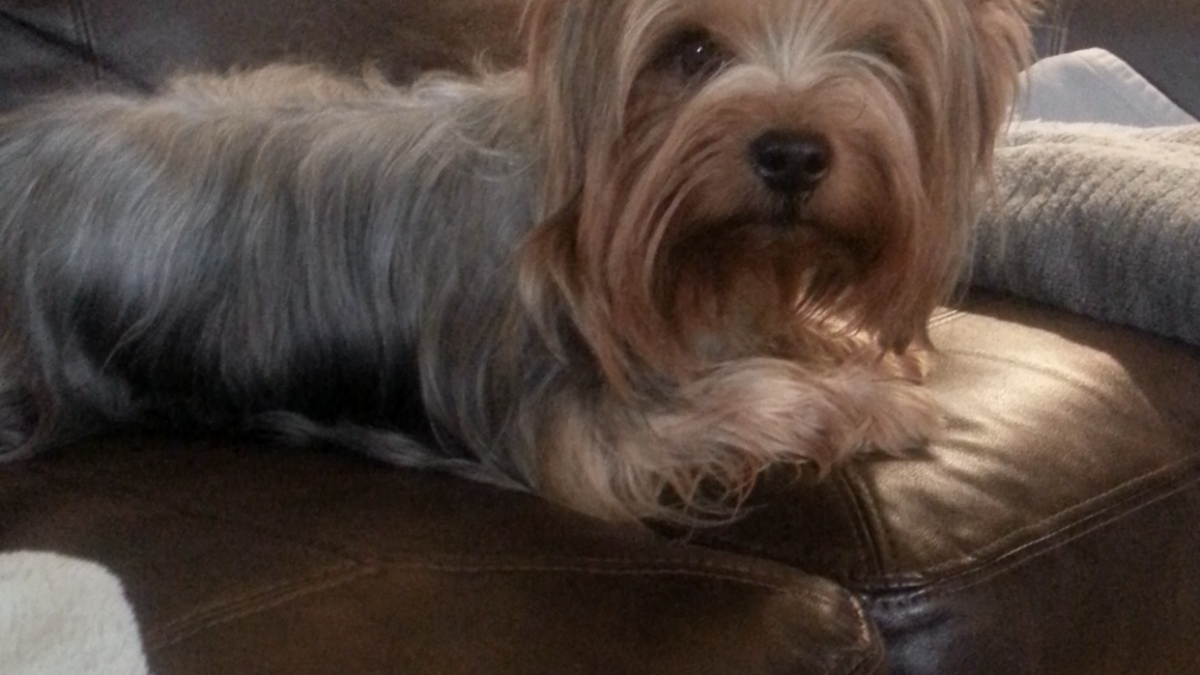 Rose is a tan and gray Yorkshire terrier laying on a brown leather couch looking at the camera