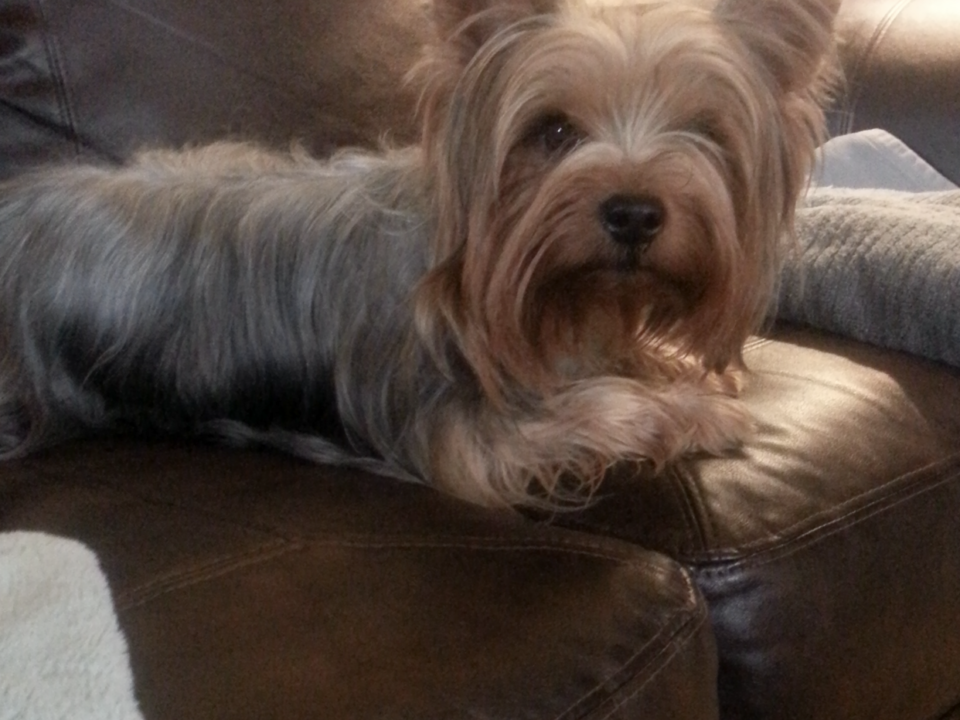 Rose is a tan and gray Yorkshire terrier laying on a brown leather couch looking at the camera