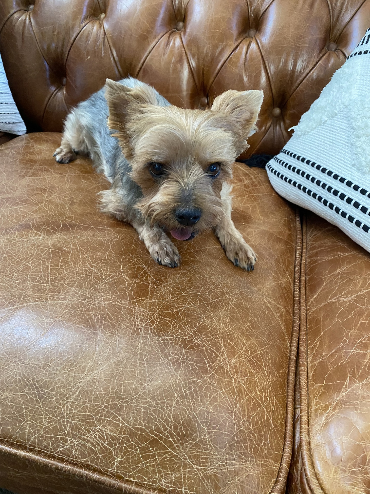 Rose is a tan and gray Yorkshire terrier laying on a brown leather couch looking up at the camera