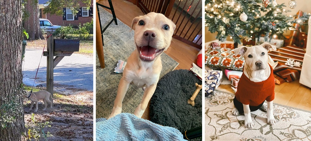 A three-image collage of a yellow puppy. Photo 1 shows her tied to a mailbox outside. Photo 2 shows her indoors after her rescue, jumping up and smiling at the camera. Photo 3 shows her in her adoptive home in front of a Christmas tree, wearing a red sweater. 