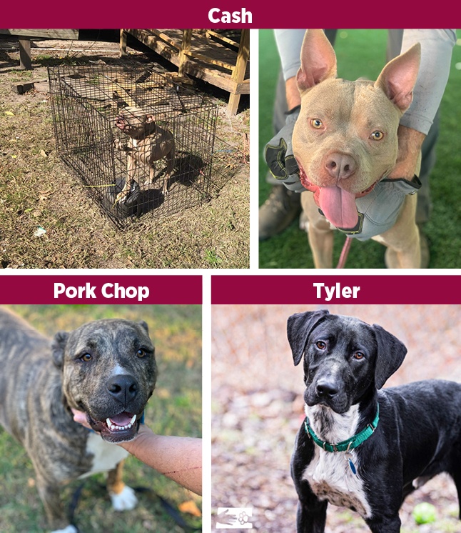 Collage of dogs rescued from South Carolina. Cash, a tan-colored pitbull shown first outdoors in a wire crate, barking at volunteers, followed by a post-rescue photo of him looking at the camera with his tongue out and head tilted while a volunteer pets him; Pork Chop, a brindle pitbull with a white chest looks at the camera with his mouth open while a volunteer scratches under his chin; Tyler, a black lab mix with a white chest stands looks into the camera with with fall foliage behind him. 