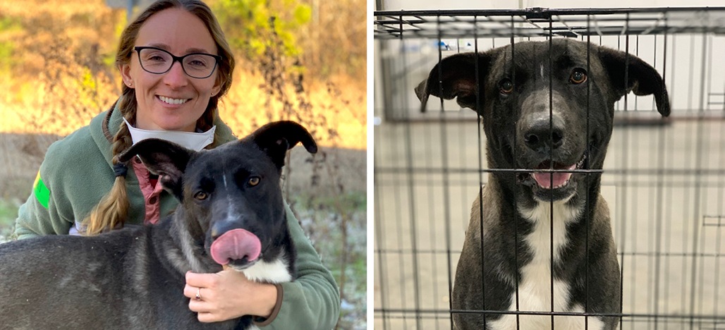 Photo on left: Devon is a blonde woman with glasses and braided hair kneeling down to pet Buddy, a grey and white dog who is looking at the camera with his tongue out. Photo on right: Buddy looks at the camera through his kennel with a soft open mouth 
