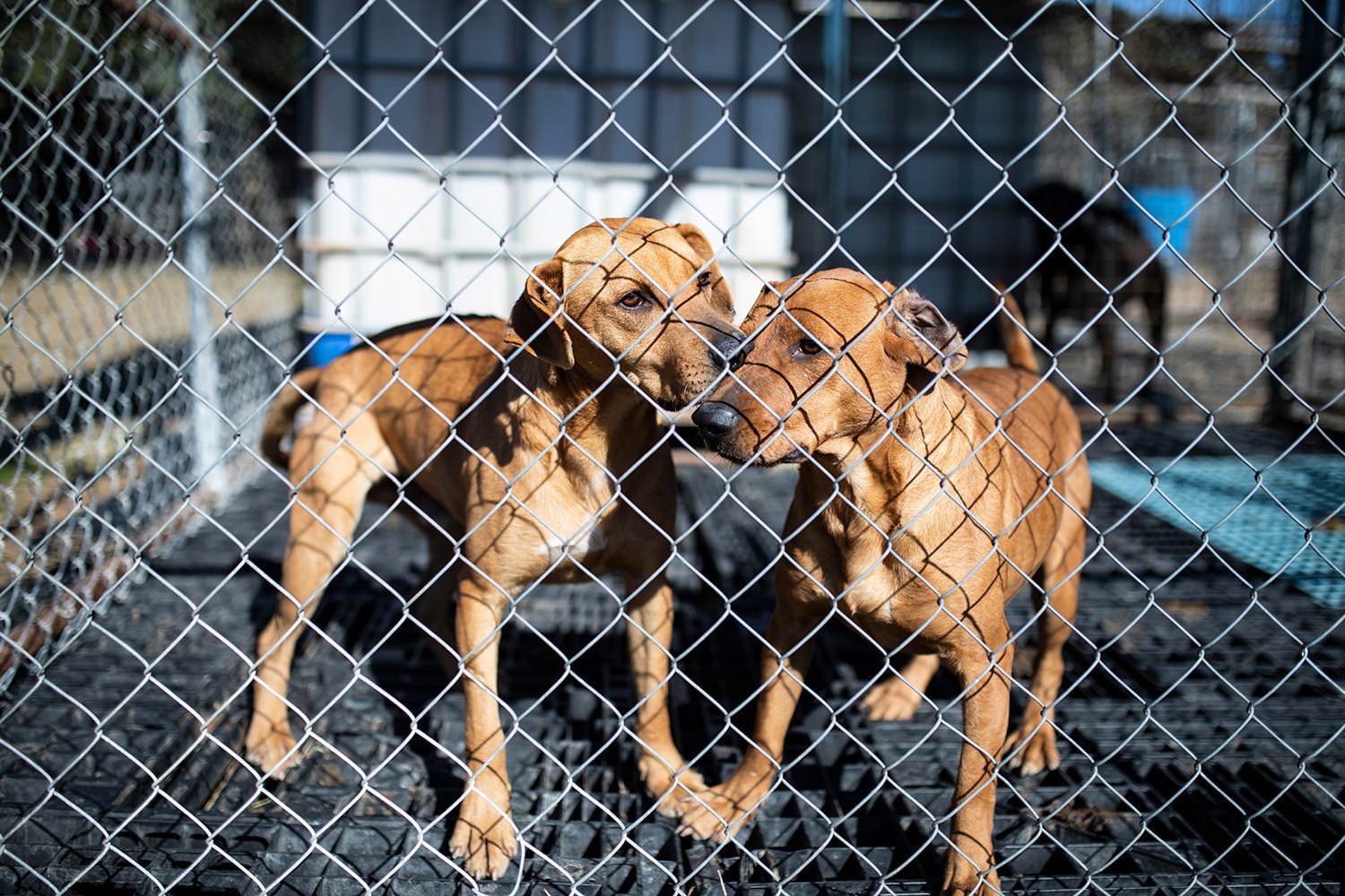 Two red hound mixes stand beside each other inside a cage