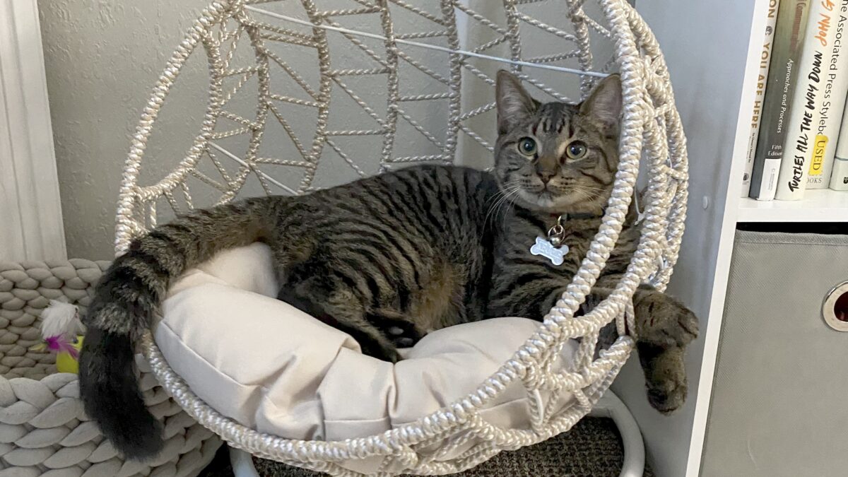 Keggie is a grey tabby cat. He is lying comfortably in a cat hammock beside a bookcase.