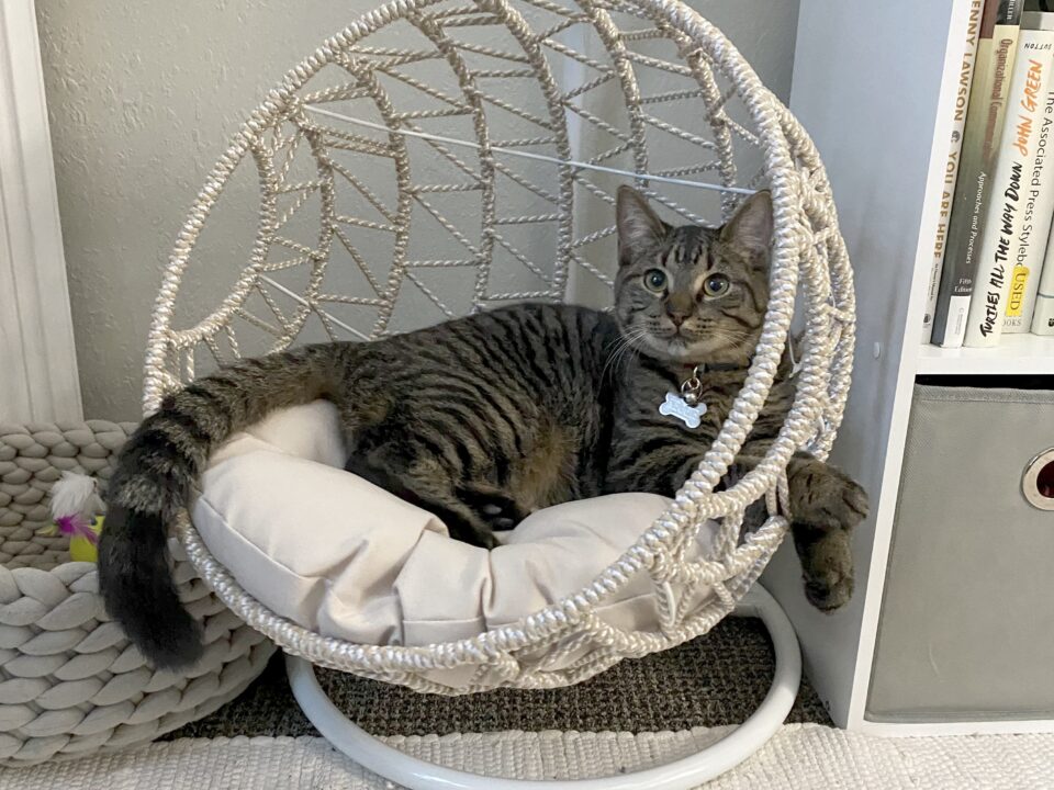 Keggie is a grey tabby cat. He is lying comfortably in a cat hammock beside a bookcase.