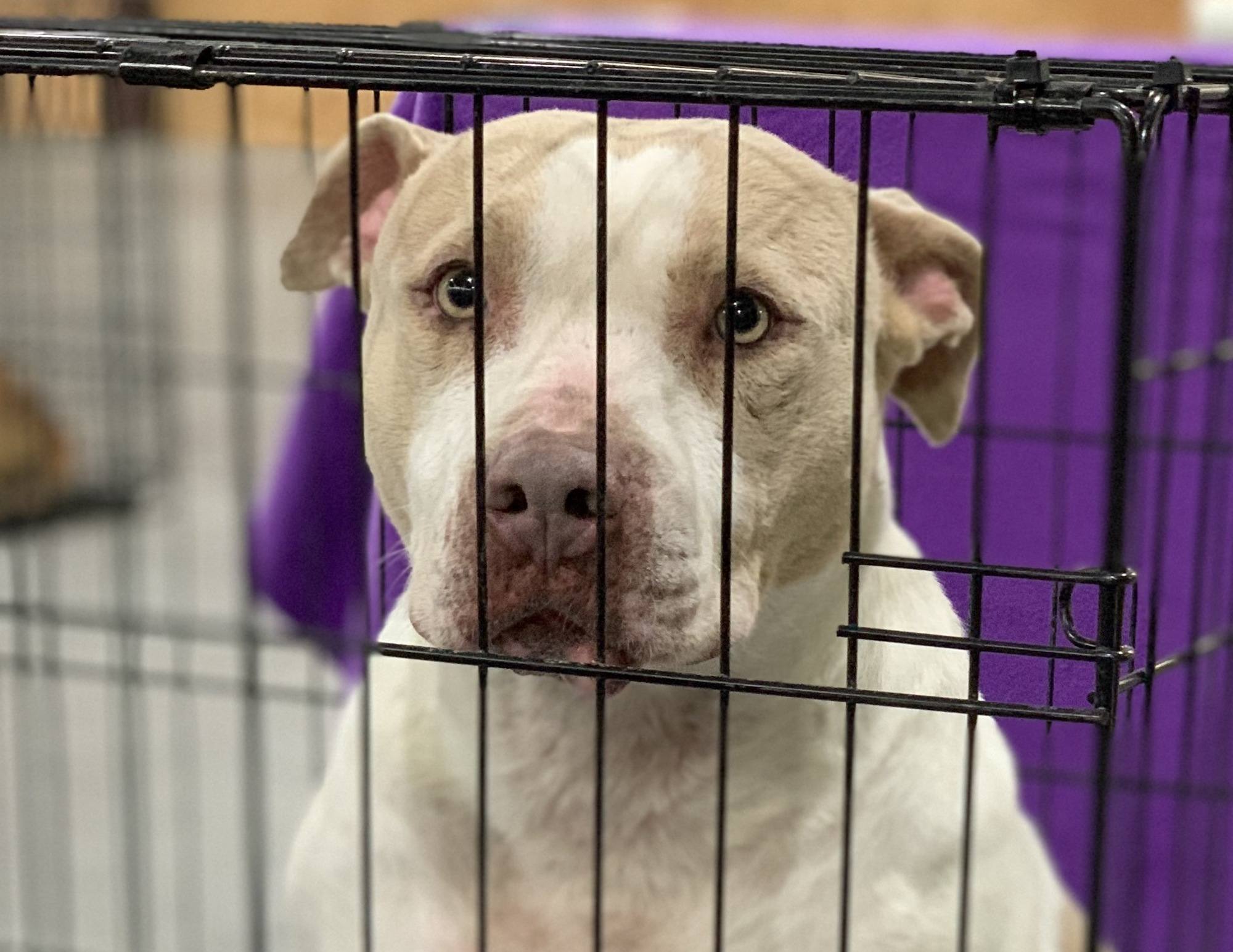 Rose, a cream and butterscotch bully breed mix looks at the camera through her kennel