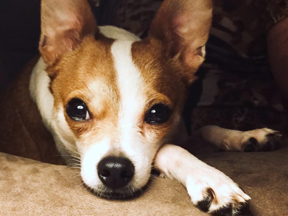 Stitch is a brown and white Chihuahua resting his head on his paw and looking to the left of the camera