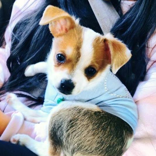 Stitch is a brown and white Chihuahua. He is shown here as a puppy wearing a baby blue shirt