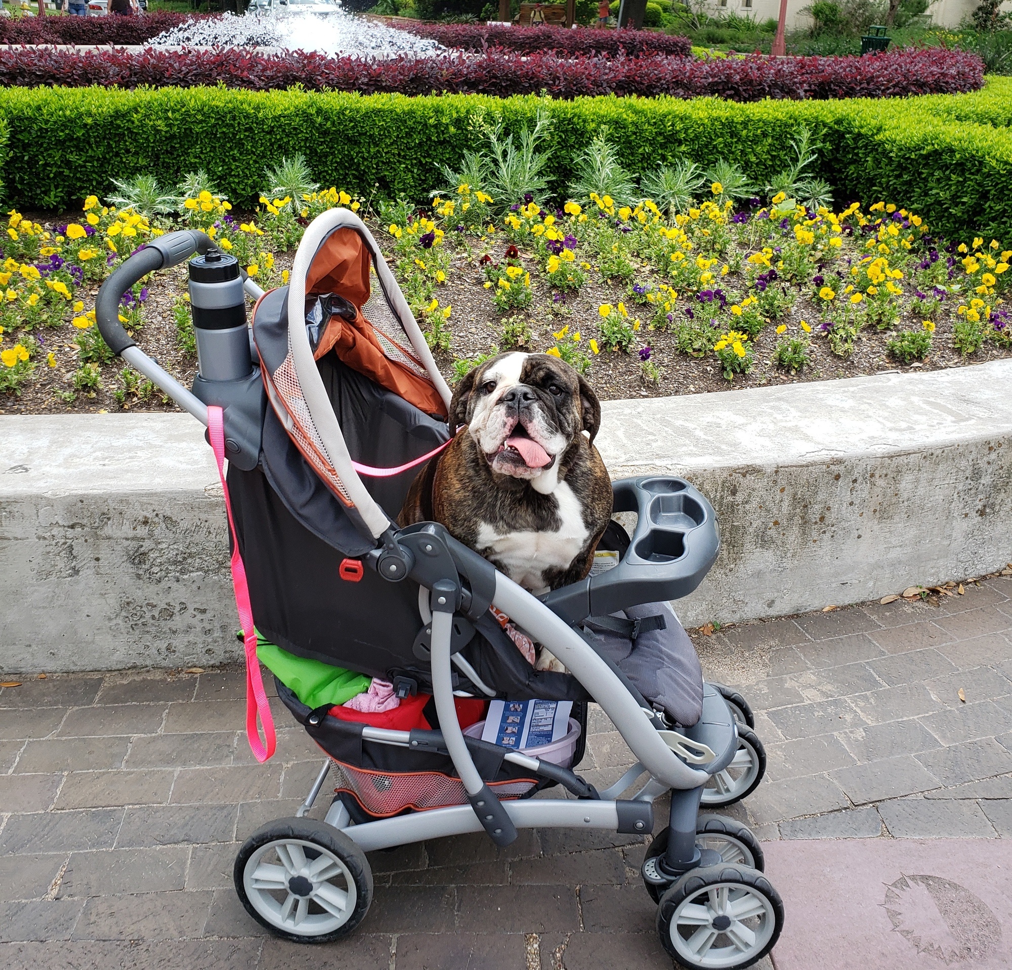 Maggie Mae the English Bulldog sits in her stroller at a park