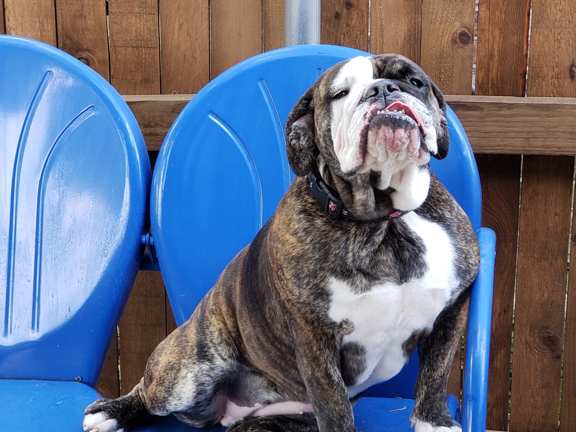 Maggie Mae the English Bulldog sits on a blue lawn chair with her tongue sticking out