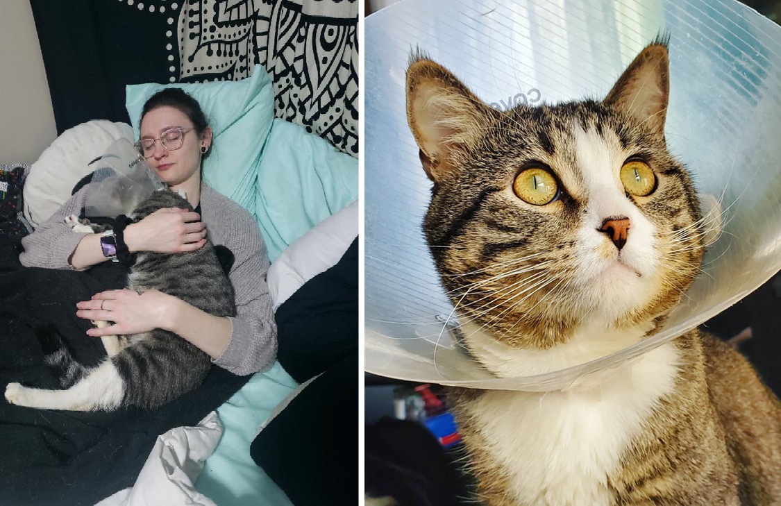 Squeaks is a gray and white tabby cat. Shown on the left cuddling with his owner, Angela, after surgery. On the right, he is wearing his e-collar post surgery and looking up off camera. 