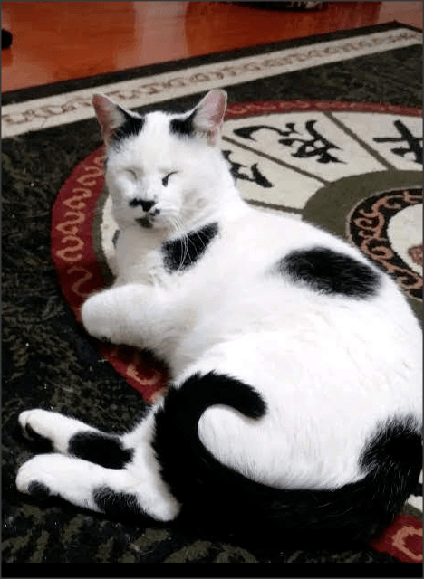 Bogart is a white cat with black spots and black tail napping on a rug