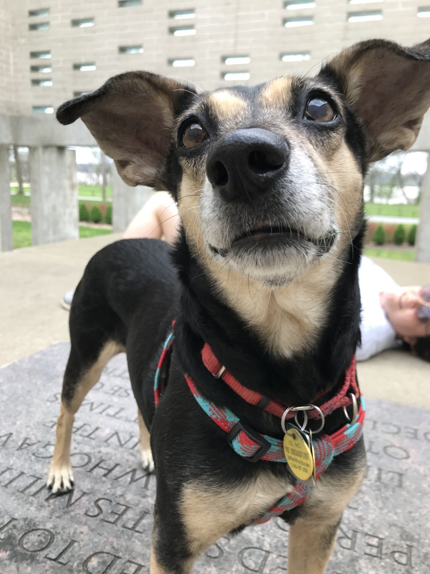 Pipe is a black and tan Miniature Pinscher mix looking up past the camera