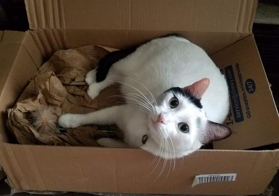 White cat with black spots in a cardboard box, looking up at camera
