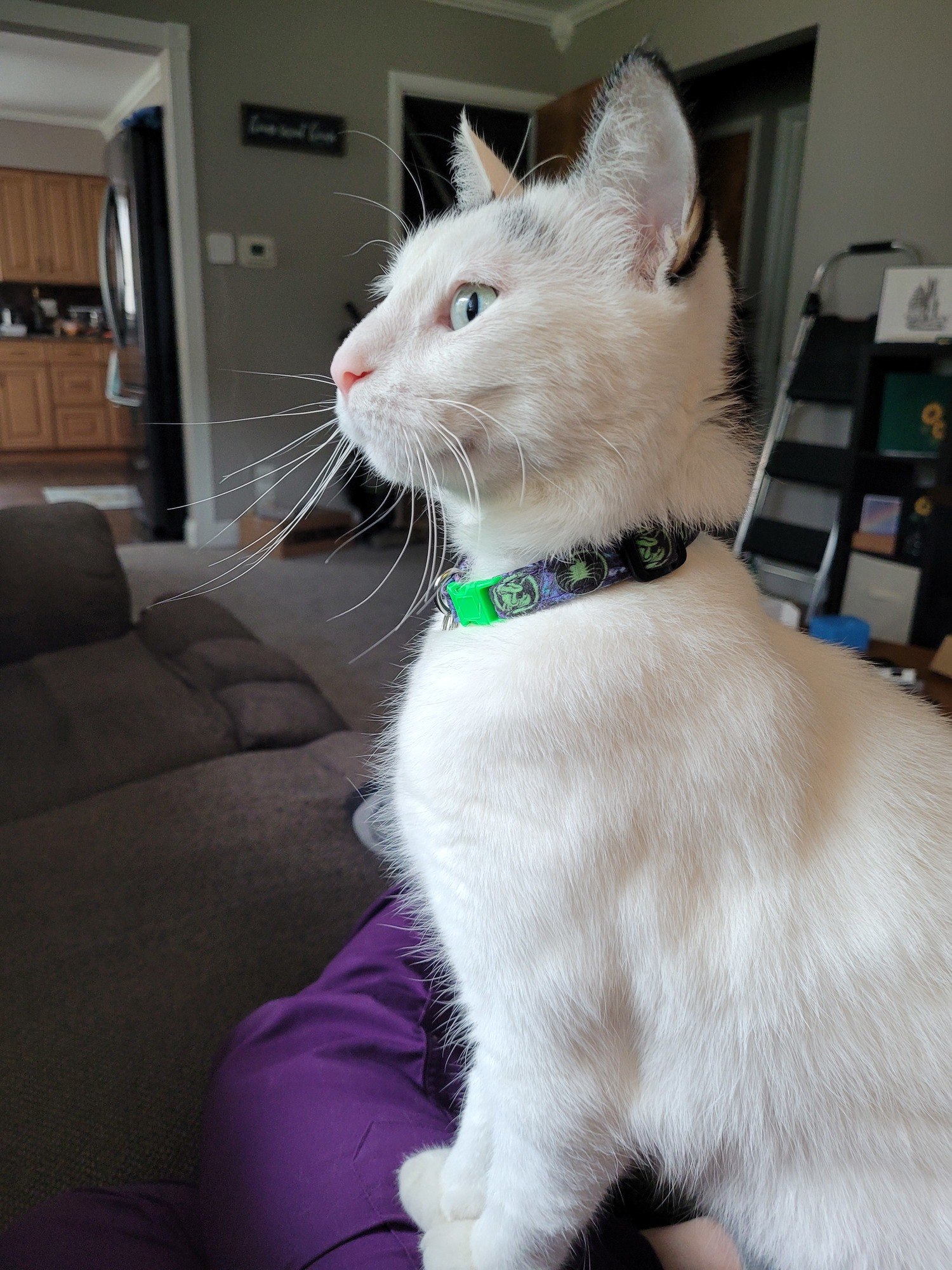 White cat with black spots and green collar
