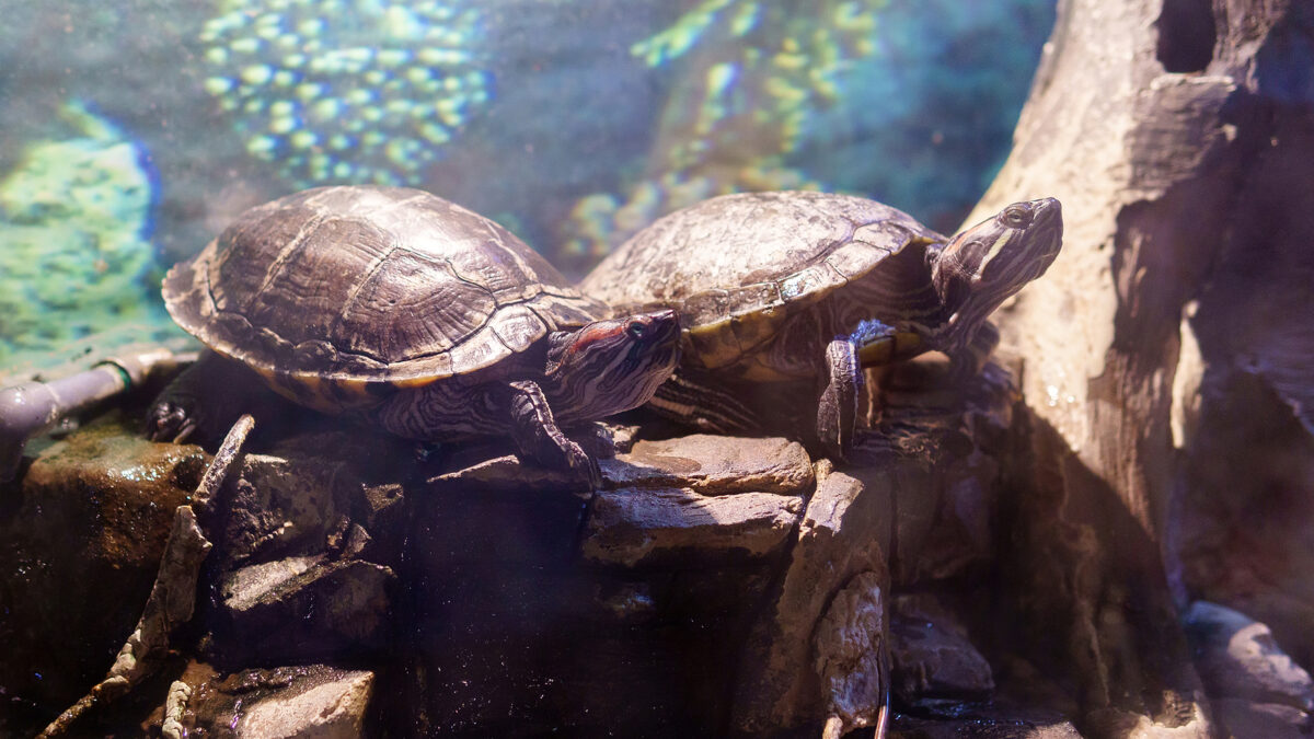 red eared turtles in a terrarium under water
