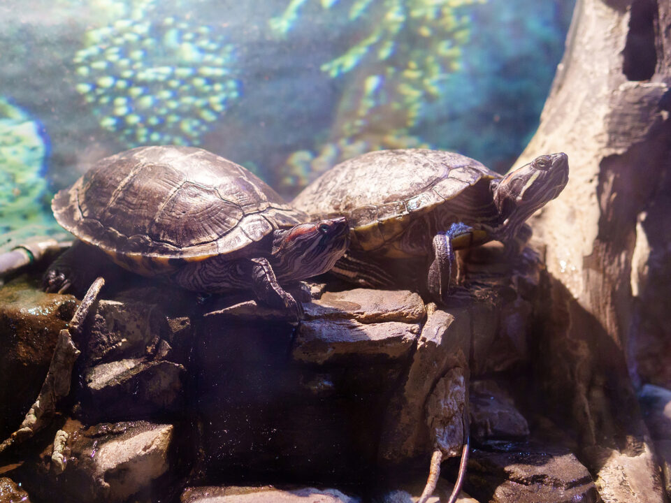 red eared turtles in a terrarium under water