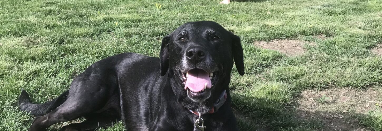 Black lab smiling while laying down outside in a backyard