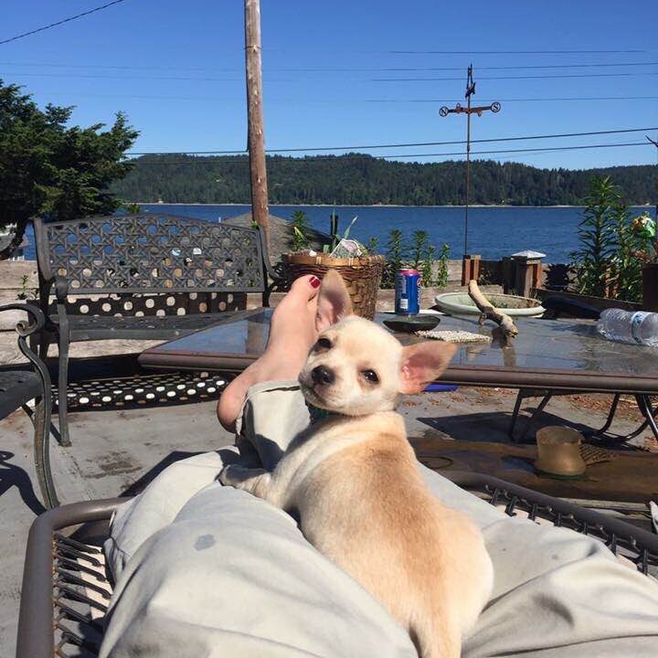 A tan chihuahua puppy lays on a person's legs outside and looks back at the camera