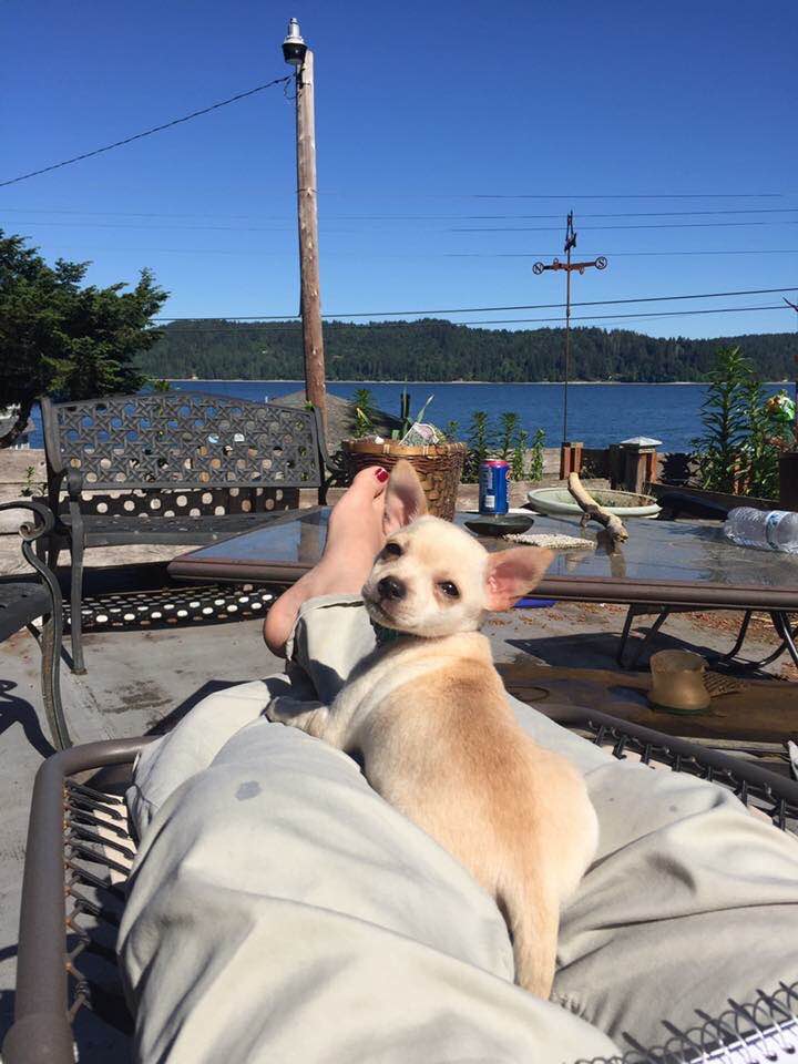 A tan chihuahua puppy lays on a person's legs outside and looks back at the camera